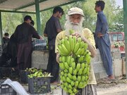 تولید موز در بزرگترین گلخانه طبیعی ایران