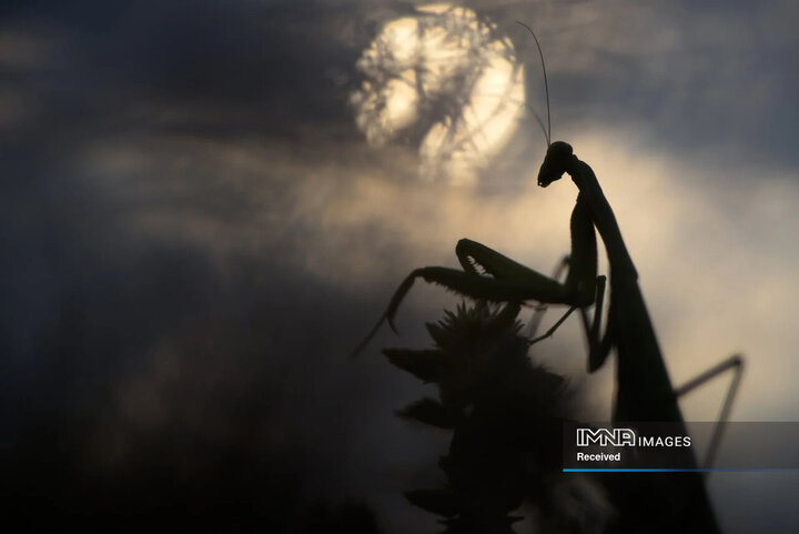 برندگان و فینالیست های مسابقه عکاسی طبیعت 2024