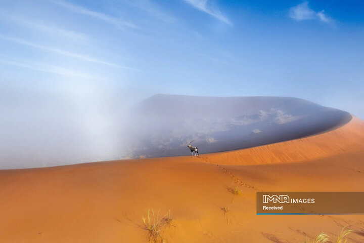 برندگان و فینالیست های مسابقه عکاسی طبیعت 2024