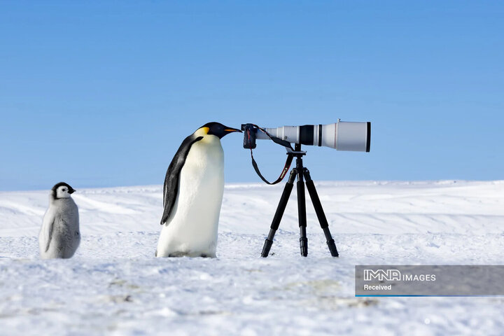 عکس برتر سال با عنوان امپراطور جاسوس اثر توماس ویجایان