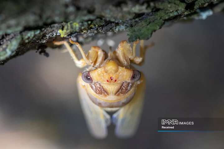 برندگان و فینالیست های مسابقه عکاسی طبیعت 2024