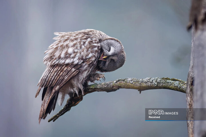 برندگان و فینالیست های مسابقه عکاسی طبیعت 2024