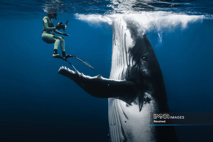 برندگان و فینالیست های مسابقه عکاسی طبیعت 2024