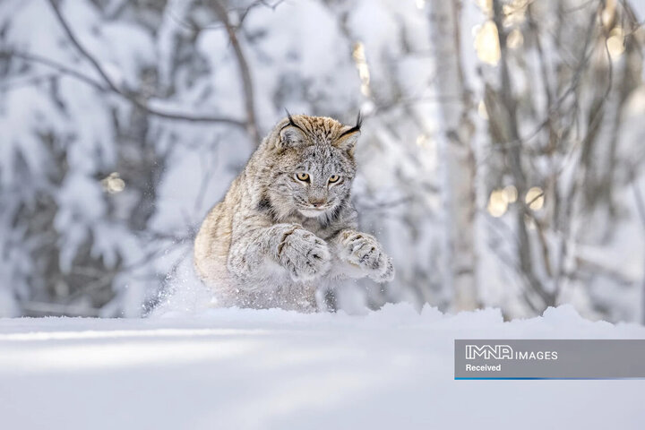 برندگان و فینالیست های مسابقه عکاسی طبیعت 2024