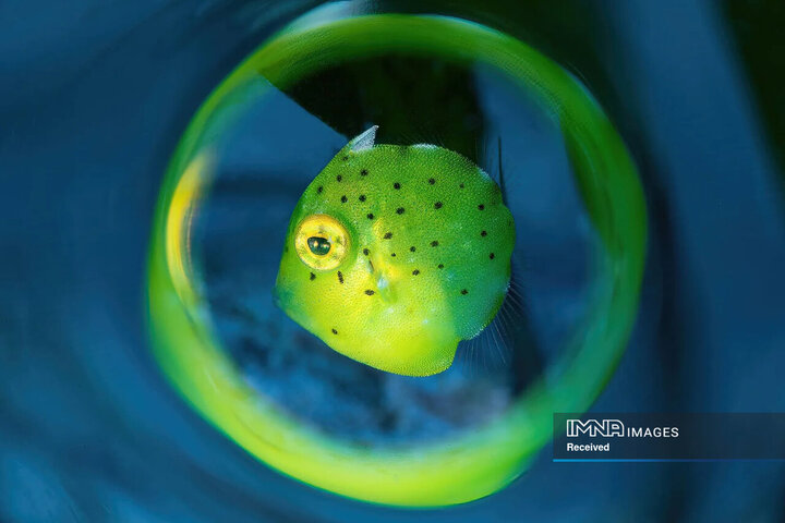 برندگان و فینالیست های مسابقه عکاسی طبیعت 2024