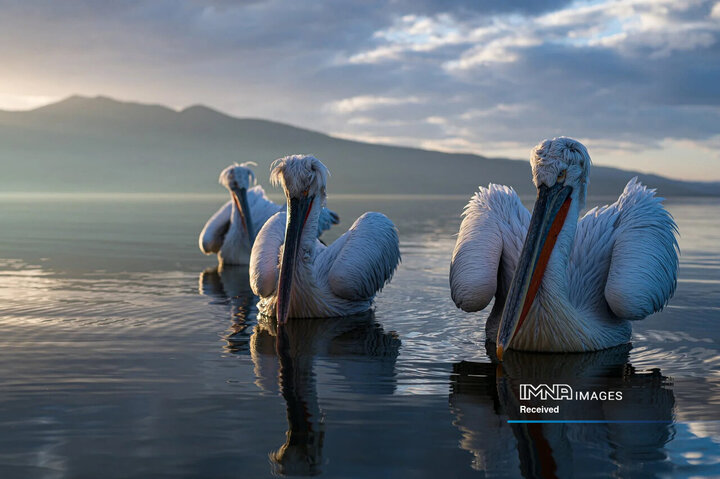 برندگان و فینالیست های مسابقه عکاسی طبیعت 2024