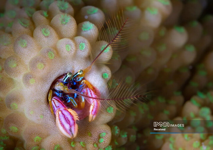 برندگان و فینالیست های مسابقه عکاسی طبیعت 2024