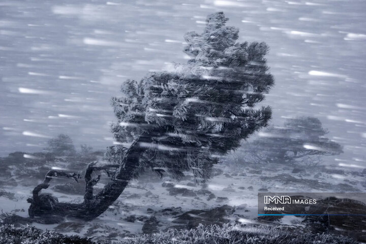 برندگان و فینالیست های مسابقه عکاسی طبیعت 2024