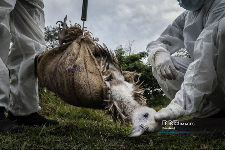 برندگان و فینالیست های مسابقه عکاسی طبیعت 2024