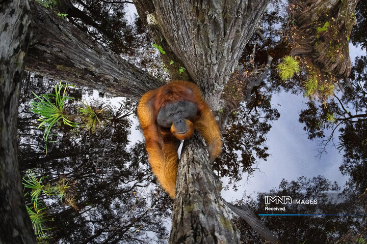 برندگان و فینالیست های مسابقه عکاسی طبیعت 2024