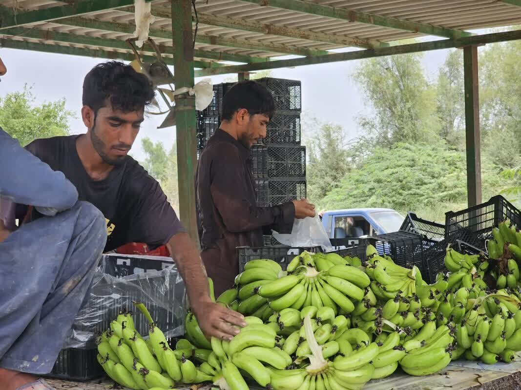 تولید موز در بزرگترین گلخانه طبیعی ایران