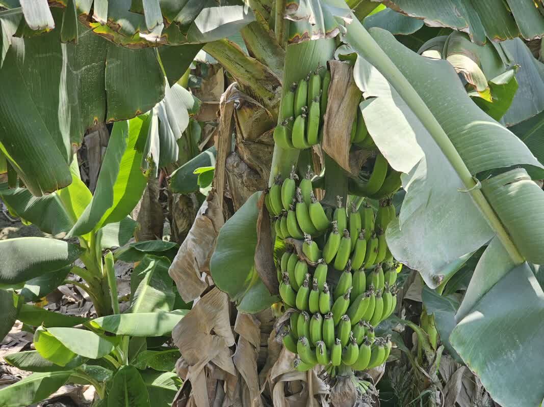 تولید موز در بزرگترین گلخانه طبیعی ایران