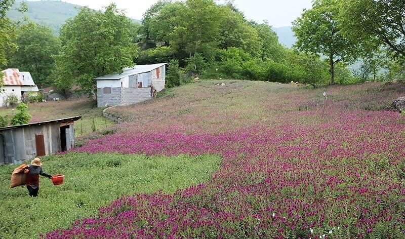 روستای سجیران از جاهای دیدنی رودسر