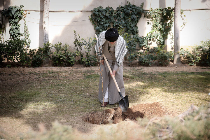 کاشت نهال توسط رهبر انقلاب در هفته منابع طبیعی