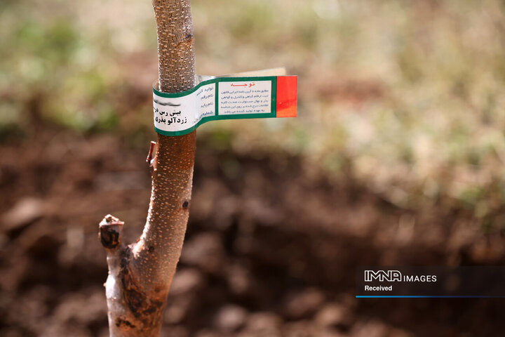 کاشت ۶ هزار اصله نهال در دو طرح راهبردی فضای سبز خرم‌آباد