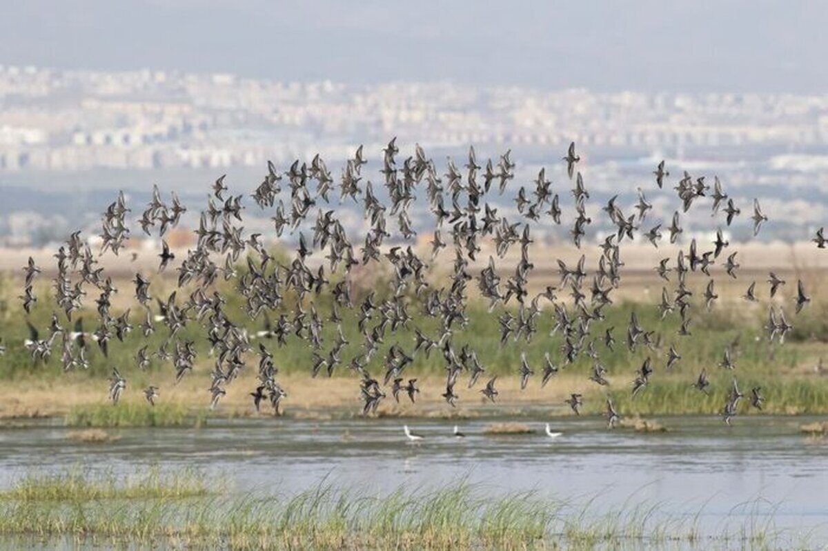 ریزگردهای تالاب صالحیه در کمین البرز/ توزیع بیش از یک میلیون اصله نهال در سطح استان