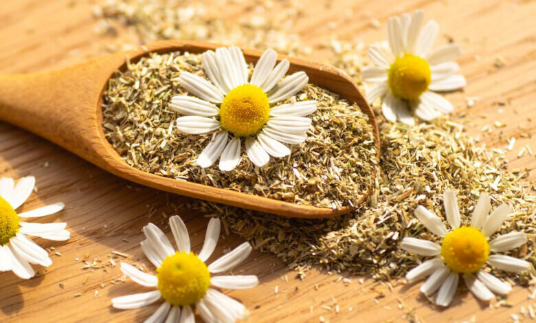 خواص بابونه و دمنوش آن / چه کسانی نباید بابونه بخورند؟