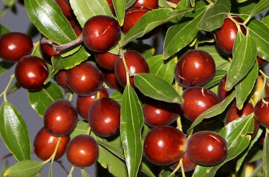 زمان چیدن عناب از درخت | بهترین زمان برای برداشت و نحوه چیدن