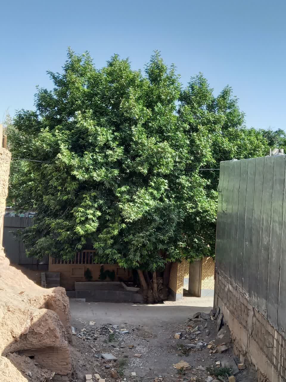 ثبت ملی درخت هزار ساله چنار روستای کجان نایین