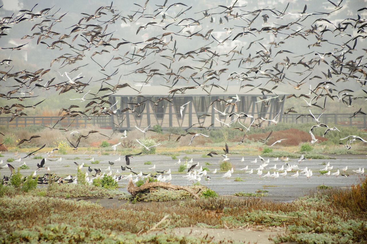 طراحی هماهنگ با طبیعت؛ معماری در تالابهای شهری