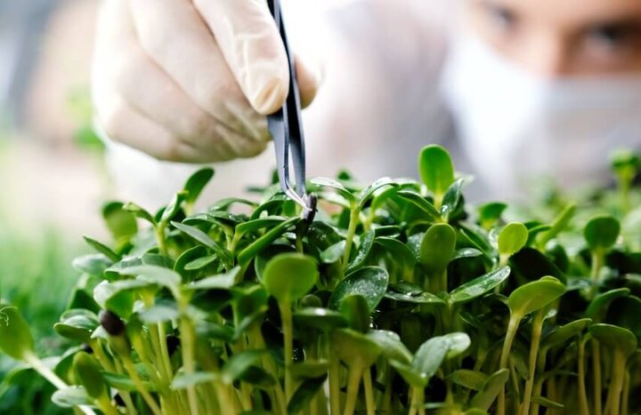 چرا میکروگرین آفتابگردان؟ آشنایی با فواید و نحوه پرورش آن در خانه چرا میکروگرین آفتابگردان؟ آشنایی با فواید و نحوه پرورش آن در خانه