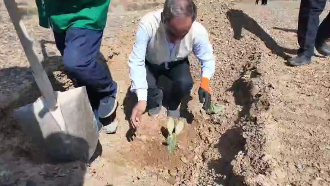 کشت گیاهان کمآبخواه در یزد، راه حلی برای بیابانزایی و توسعه اقتصادی