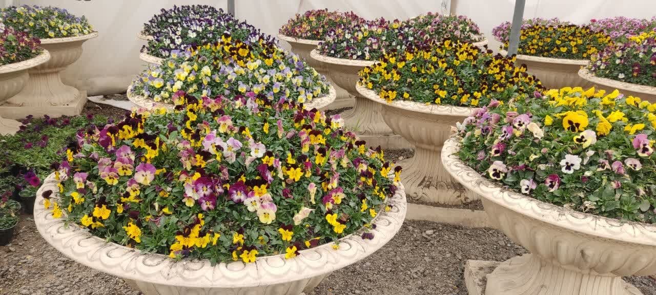 کاشت ۹۷ هزار گلدان گل و زیباسازی فضای شهری در منطقه ۲ اصفهان