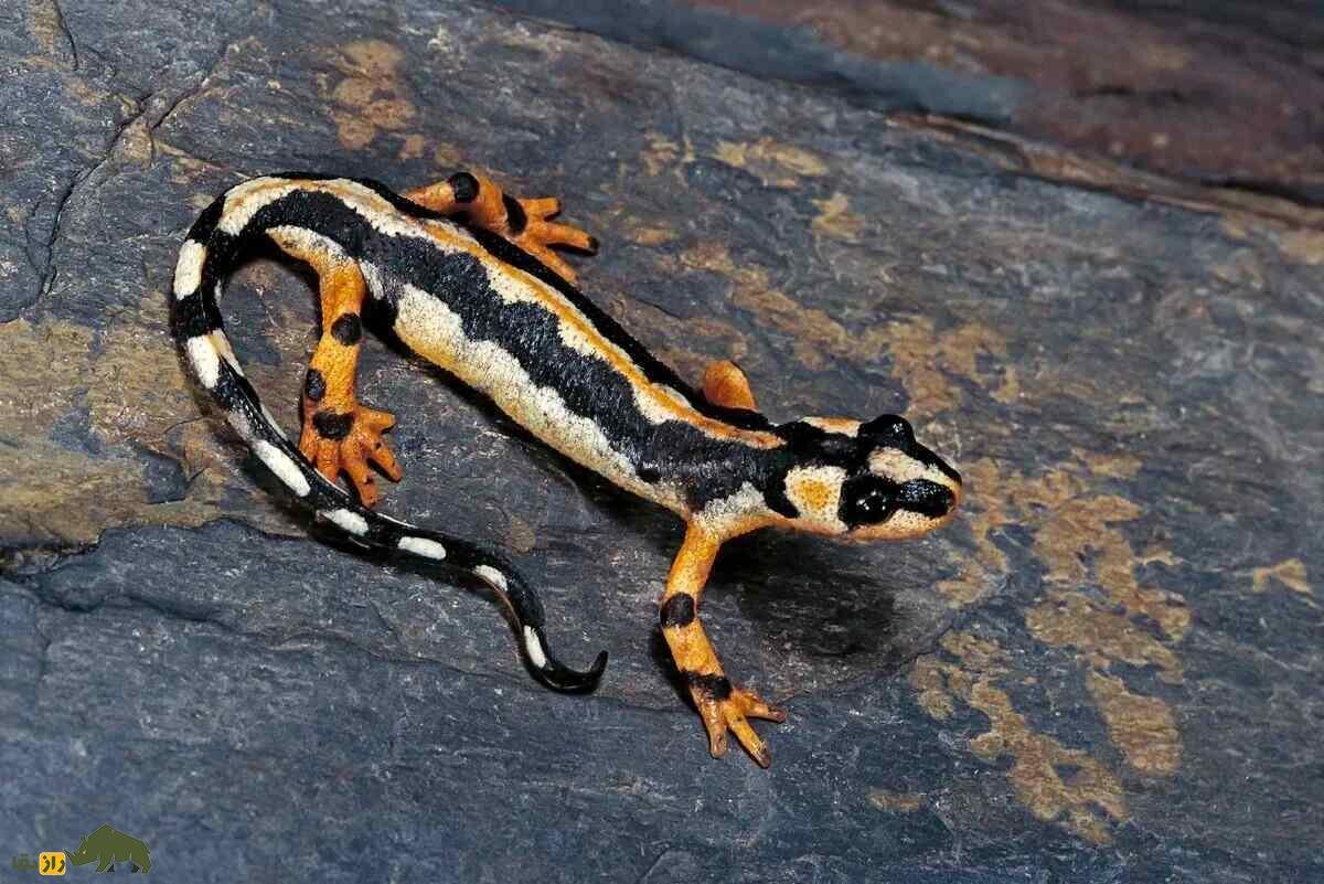 سمندر لرستانی در سفره هفت سین؛ زینت یا تهدید؟