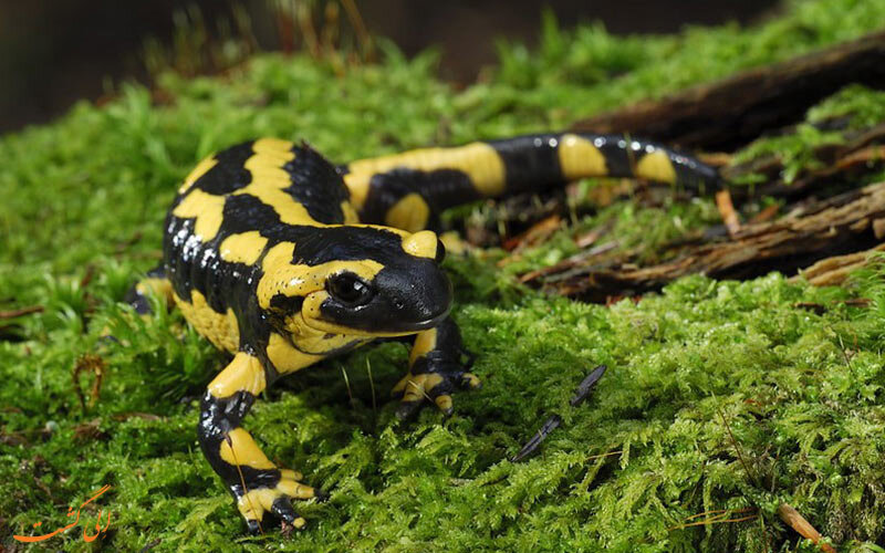 سمندر لرستانی در سفره هفت سین؛ زینت یا تهدید؟