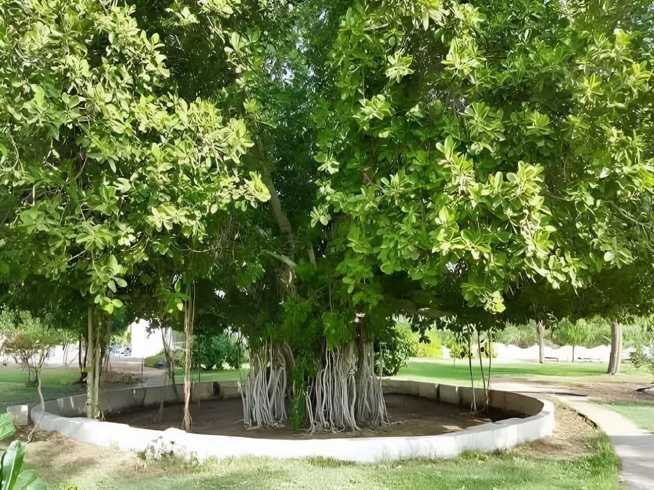 درختان کهنسال؛ میراث طبیعی و گنجینههای زنده نصفجهان