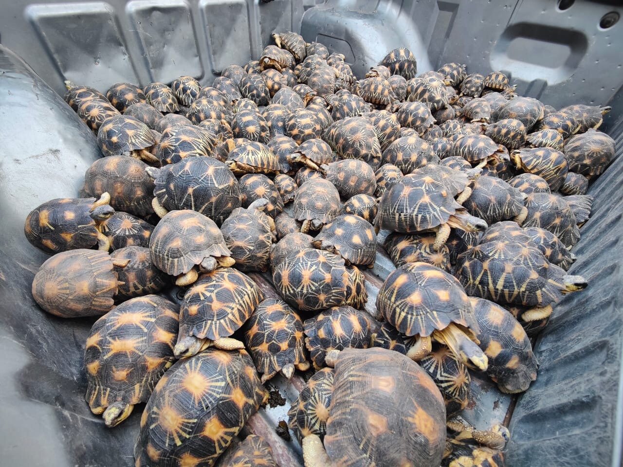 رسوم ترسناک آسیایی