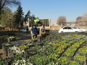 توزیع ۵۸ هزار جعبه نشای گل فصلی در سطح شهر کرمانشاه