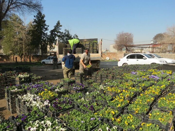 توزیع ۵۸ هزار جعبه نشای گل فصلی در سطح شهر کرمانشاه