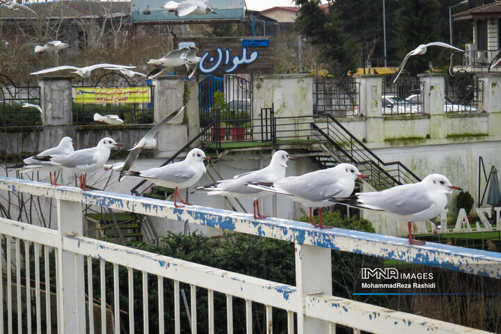 کاکایی‌های بندرانزلی