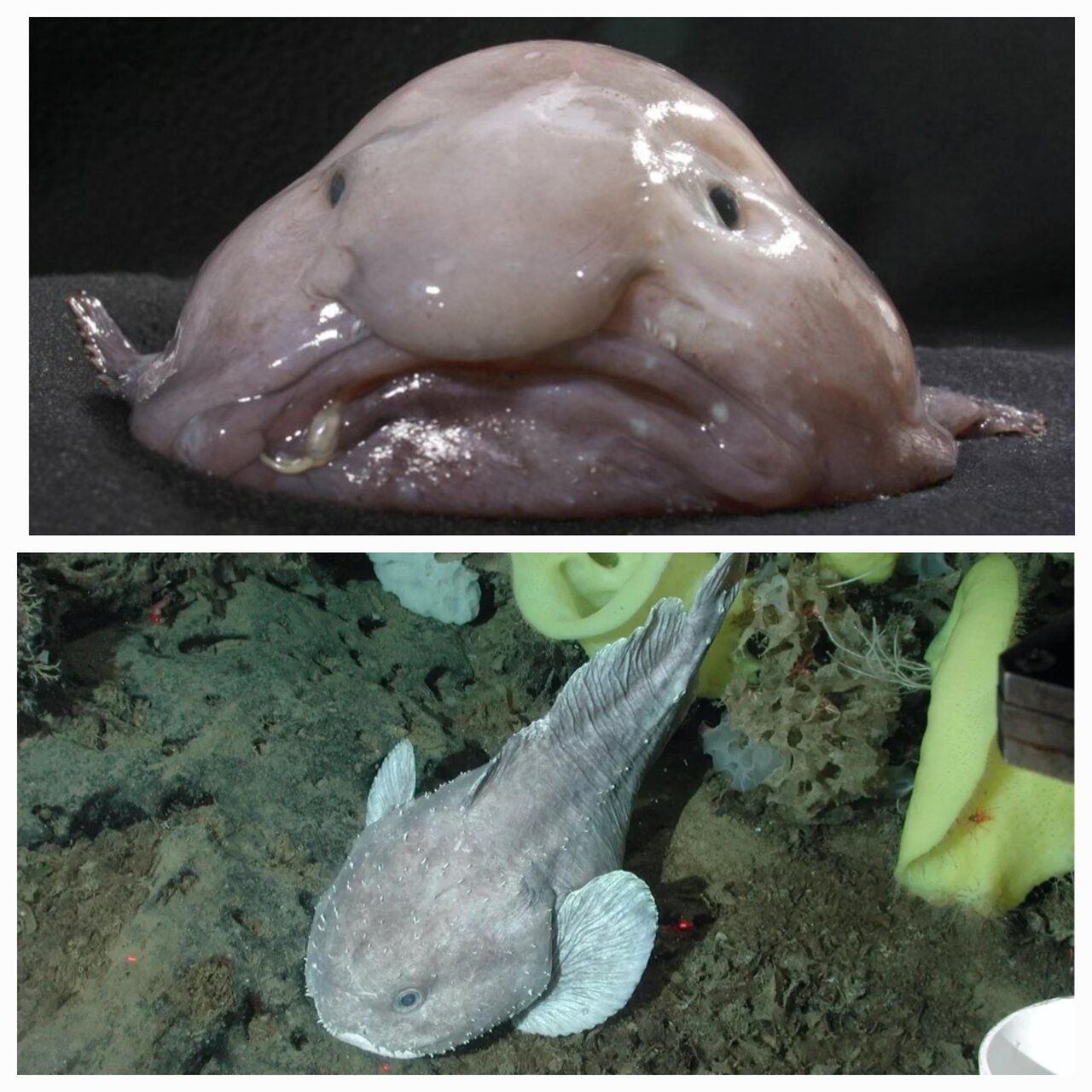 زشتترین حیوان جهان، عنوان برتر دیگری گرفت