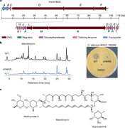 ماندیمایسین؛ داروی ضد قارچ نوین با مکانیزم بی‌سابقه