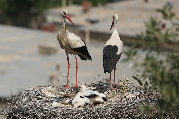 مریوان؛ مقصدی برای تمام فصلها/ «زریبار» گنجینەای پنهان در دل کوهستان + فیلم