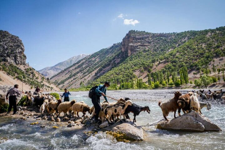 ضرورت اجرای سیاست‌های حمایتی برای حفظ نژادهای دام عشایری