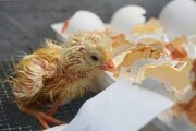 بهترین شرایط برای جوجه‌ کشی از مرغ