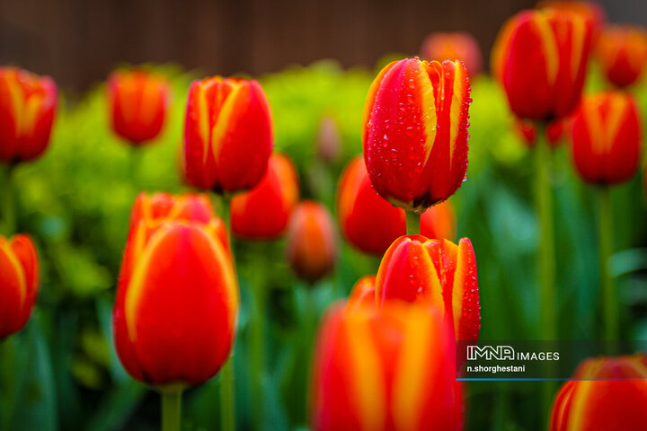 باغ لاله‌ها در کرج