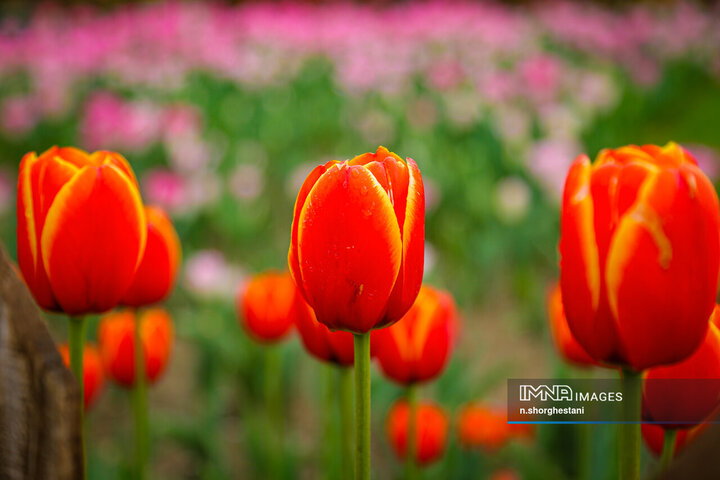 باغ لاله‌ها در کرج