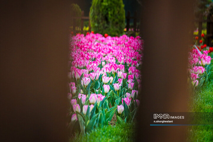 باغ لاله‌ها در کرج