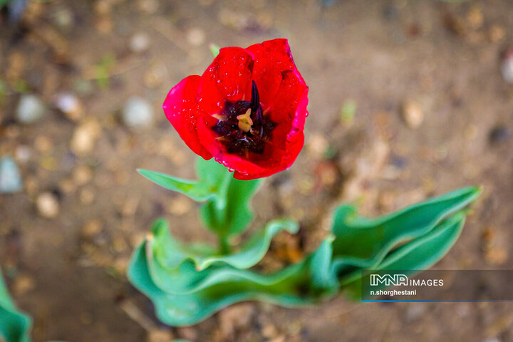 باغ لاله‌ها در کرج