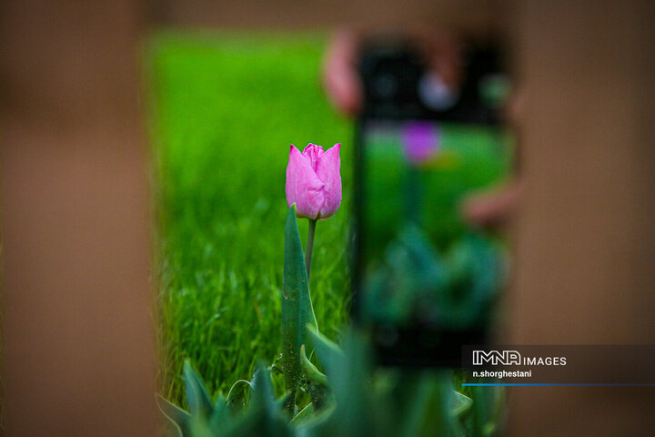 باغ لاله‌ها در کرج