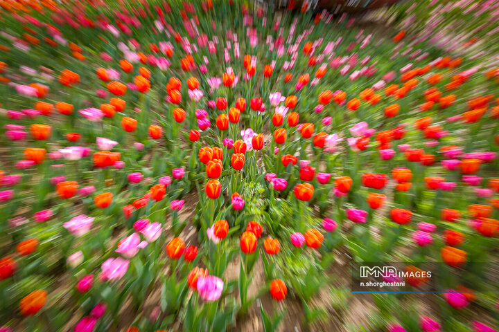 باغ لاله‌ها در کرج