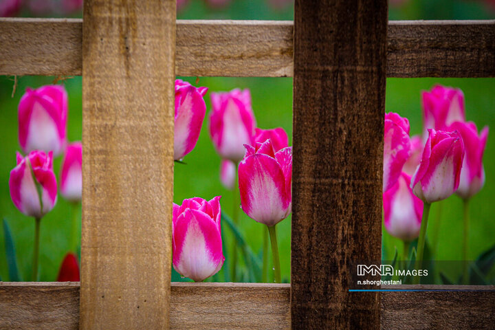 باغ لاله‌ها در کرج