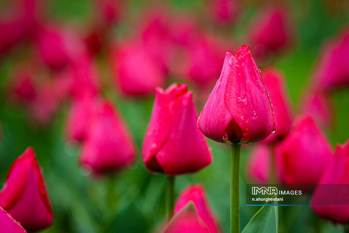 باغ لاله‌ها در کرج