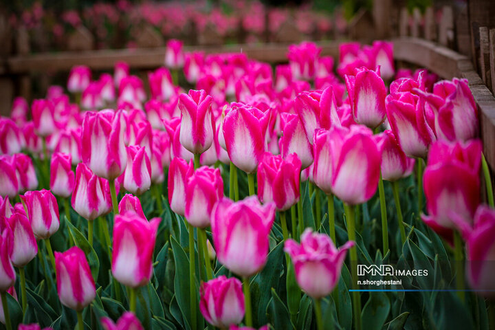 باغ لاله‌ها در کرج