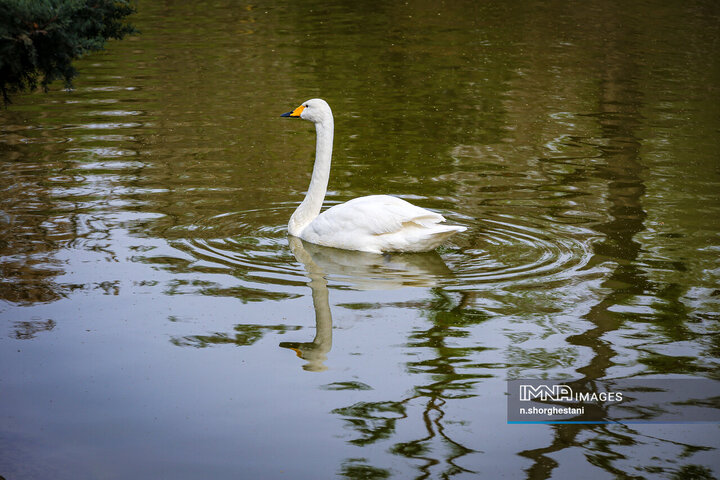 باغ لاله‌ها در کرج