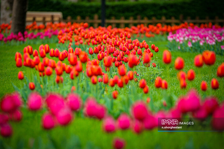 باغ لاله‌ها در کرج